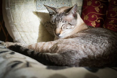 Close-up of cat relaxing