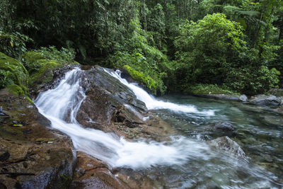 Scenic view of waterfall in forest