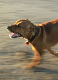 Side view of dog looking away