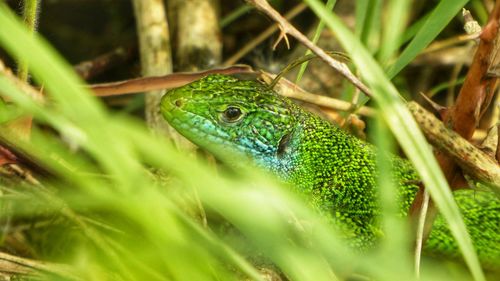 Close-up of lizard on plant