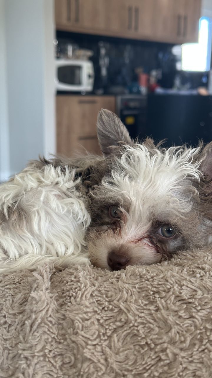 domestic animals, pet, mammal, animal themes, one animal, animal, canine, dog, indoors, lap dog, animal hair, home interior, cute, no people, portrait, relaxation, domestic room, puppy, focus on foreground, animal body part, young animal, terrier, carnivore, looking at camera