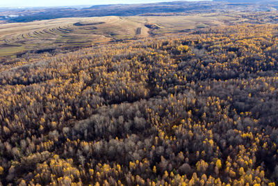 Flying above of canopy of birch tree forest. aerial drone view