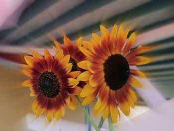 Close-up of sunflower