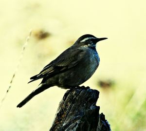 Bird perching on railing