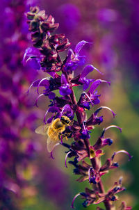 Close-up of bee pollinating on flower