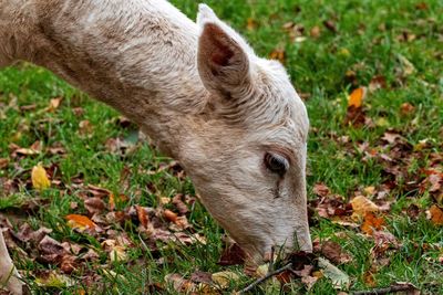 Close-up of a sheep on field