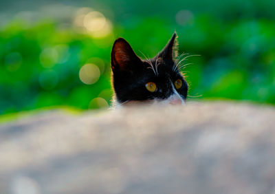 Close-up portrait of black cat