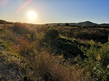 Scenic view of field against sky during sunset
