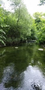 Scenic view of lake in forest