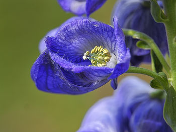 Close-up of purple iris flower