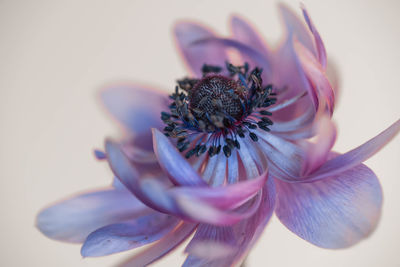 Close up pink anemone flower 