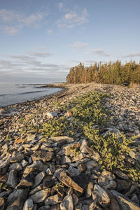 Sunrise over rocky shore and pine trees, acadia national park, maine