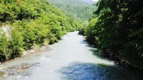 Stream amidst trees