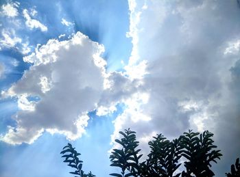 Low angle view of palm trees against blue sky