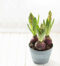 Unopened hyacinths in a gray pot on a white wooden window sill. home gardening. selective focus.