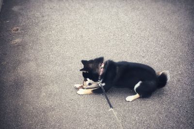 High angle view of a dog on the road