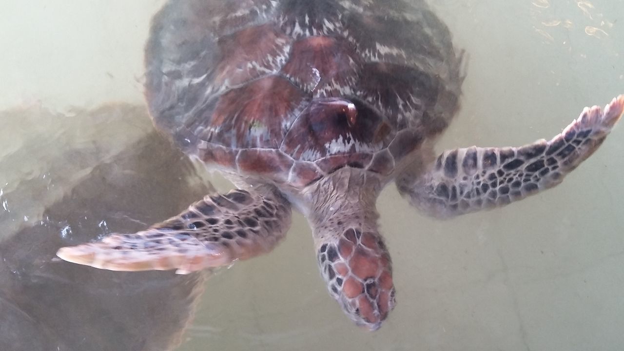 HIGH ANGLE VIEW OF TURTLE IN SEA