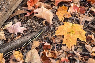 High angle view of maple leaves on road