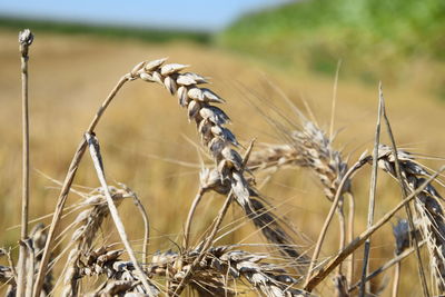 Close-up of dry plants in field