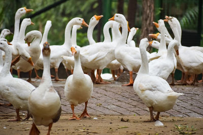 Close up white ducks inside lodhi garden delhi india, see the details and expressions of ducks