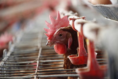 Close-up of a bird in cage