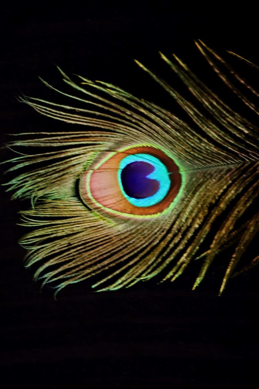 CLOSE-UP OF PEACOCK FEATHER