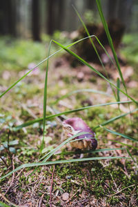 Close-up of insect on grass