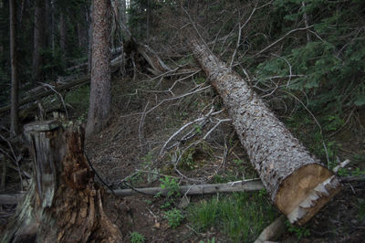 Trees in forest