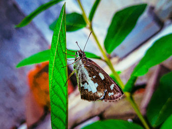 Butterfly on leaf