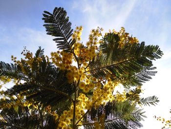 Low angle view of palm tree against sky