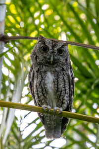 owl