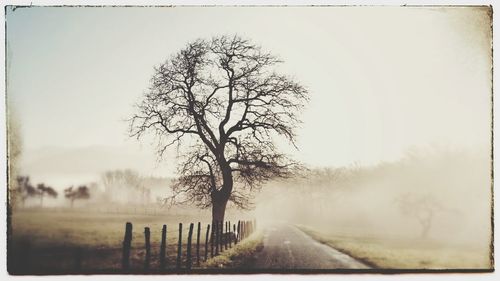 Bare trees against sky