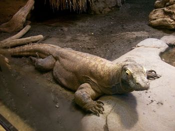 High angle view of komodo dragon at zoo