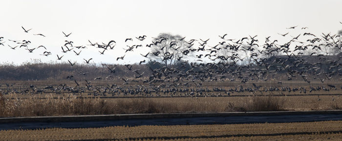 Flock of birds flying in the sky