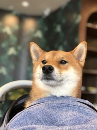 Close-up portrait of a dog