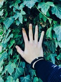 High angle view of human hand touching leaves