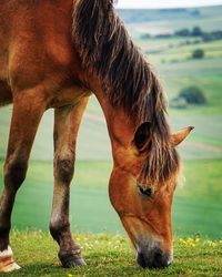 Close-up of horse grazing on field