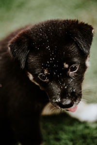 Close-up portrait of a dog