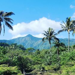 Palm trees on landscape against blue sky