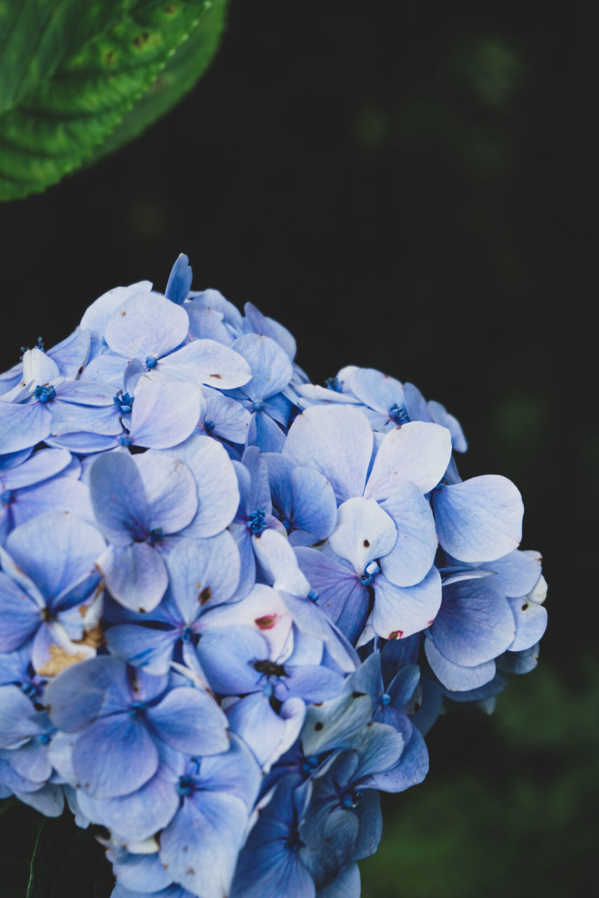 flowering plant, flower, plant, vulnerability, fragility, petal, freshness, beauty in nature, close-up, inflorescence, flower head, growth, nature, blue, hydrangea, purple, focus on foreground, day, white color, no people, springtime, bunch of flowers, lilac