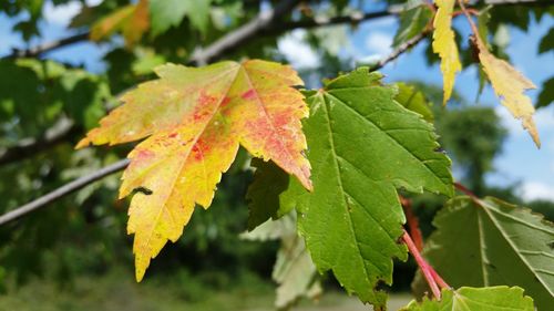 Close-up of leaves on branch