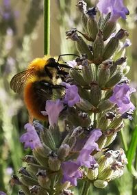 Close-up of bee on purple flowers