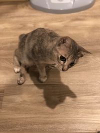 High angle view of cat running on floor