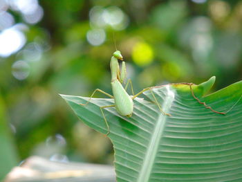 Close-up of insect on leaves