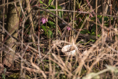 Close-up of dead flowers on land