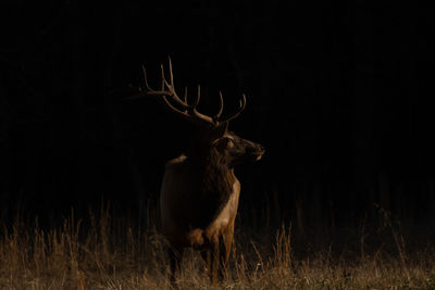 Deer standing on field