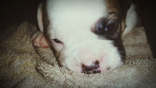 Close-up of dog relaxing