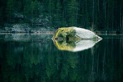 Turtle swimming in lake