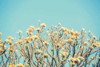 Low angle view of blooming tree against clear sky