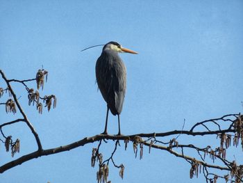 Bird perching on branch against blue sky